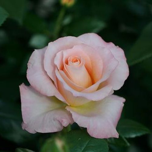 Rózsaszín - Rózsa - Pearl Abundance® - Online rózsa vásárlás